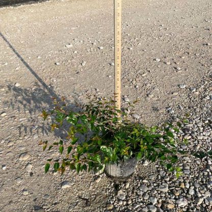 Edward Goucher  Abelia - Image 2