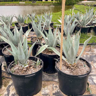 Century Plant Agave
