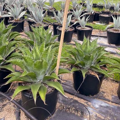 Ferox 'Green Goblet' Agave