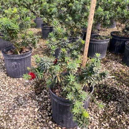 Weeping Dwarf Little John Bottlebrush