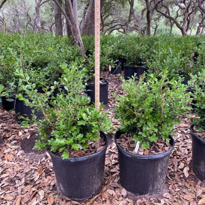 Japanese Littleleaf Boxwood