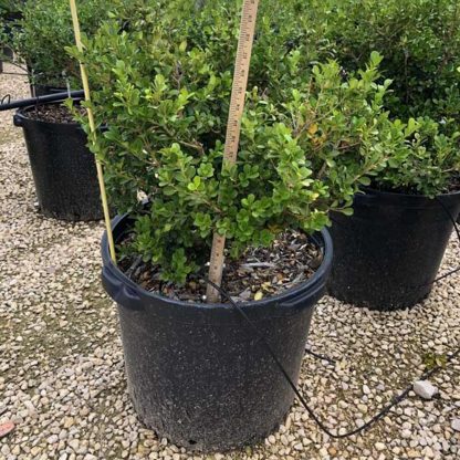 Japanese Littleleaf Boxwood - Image 3