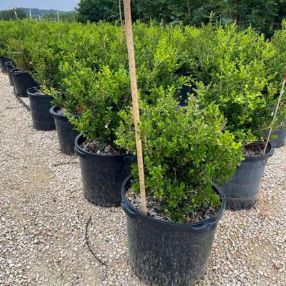 Japanese Littleleaf Boxwood - Image 2