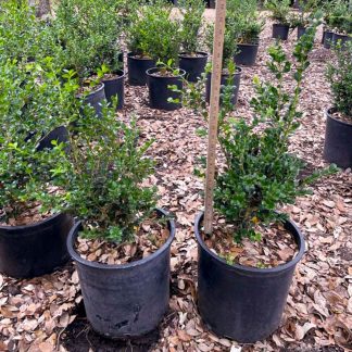 Wintergreen Boxwood