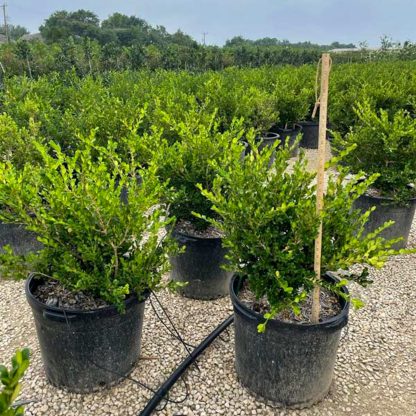 Wintergreen Boxwood - Image 2