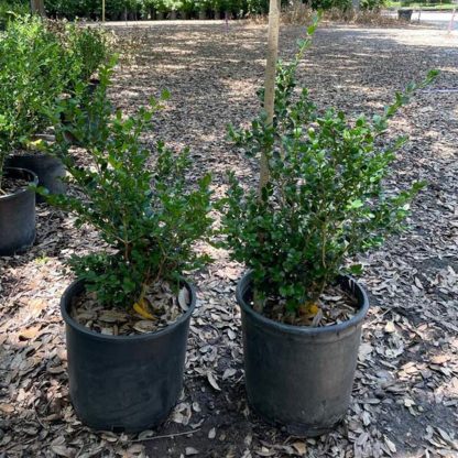 Wintergreen Boxwood - Image 3