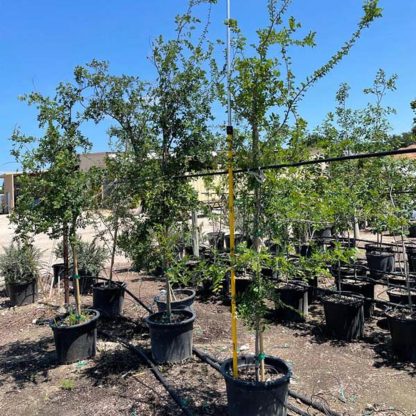 Cedar Elm - 30-Gallon - Image 2