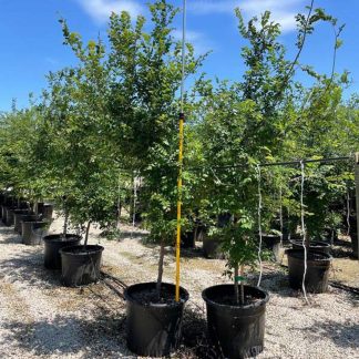 Cedar Elm - 30-Gallon