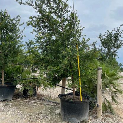 Cedar Elm - 30-Gallon - Image 3