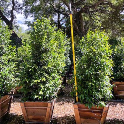 Cherry Laurel