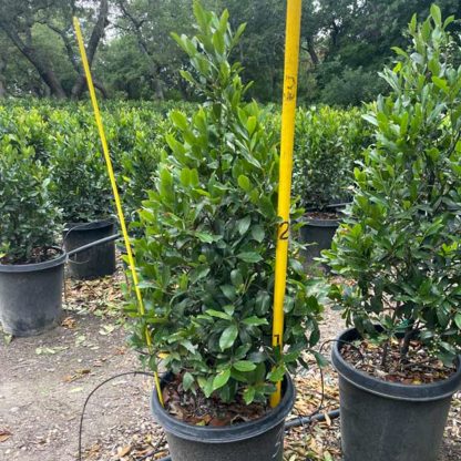 Cherry Laurel - Image 2