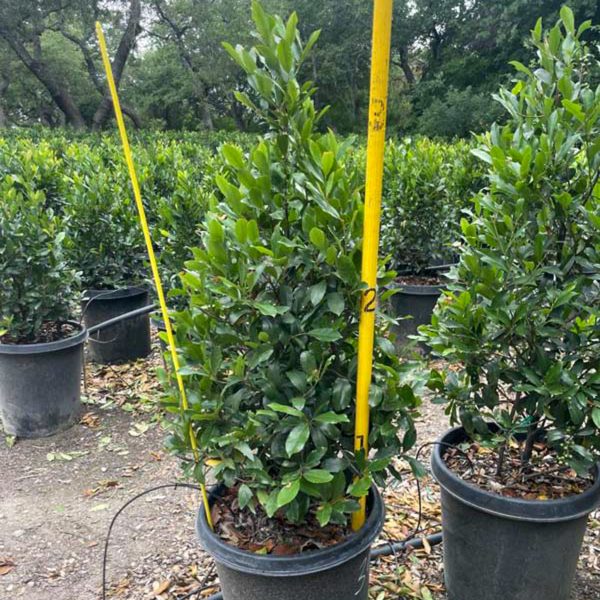 Cherry Laurel - 65-Gallon - Image 2