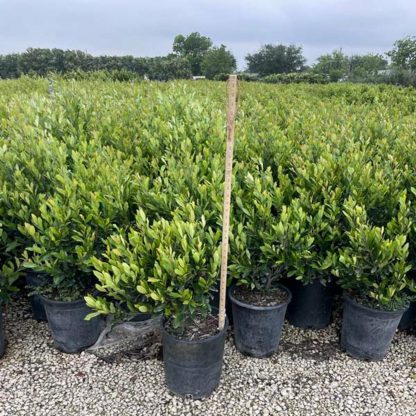 Cherry Laurel - Image 4