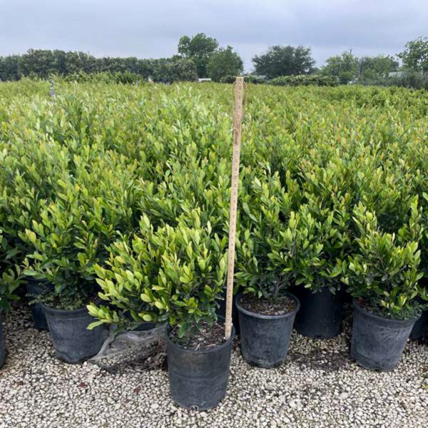 Cherry Laurel - 65-Gallon - Image 4