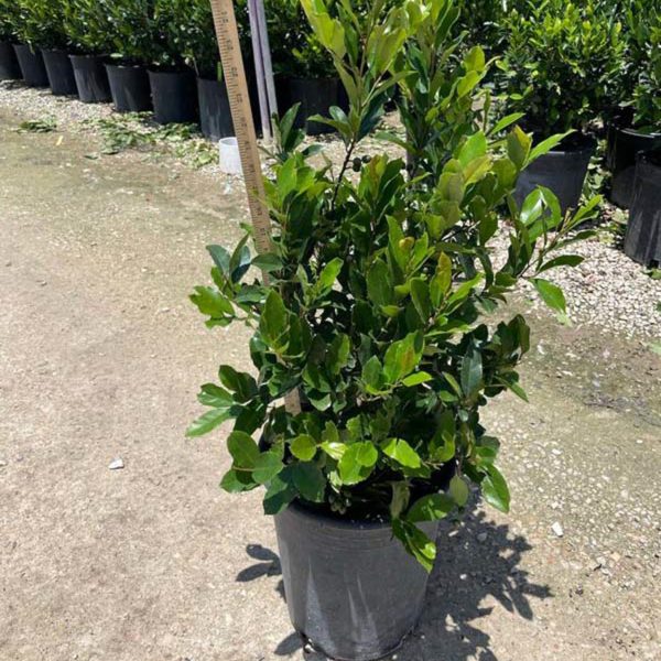 Cherry Laurel - 65-Gallon - Image 3