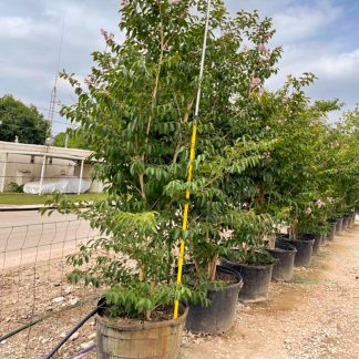Basham's Party Pink Crape Myrtle - 45-Gallon