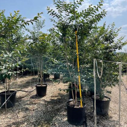Basham's Party Pink Crape Myrtle - 95-Gallon - Image 4