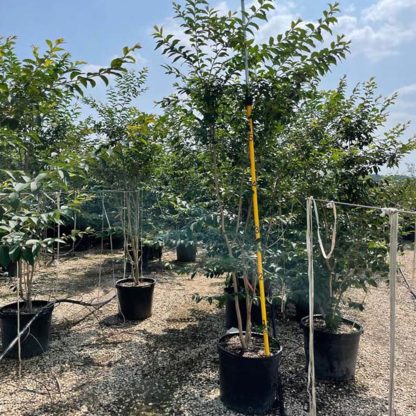 Basham's Party Pink Crape Myrtle - 95-Gallon - Image 2
