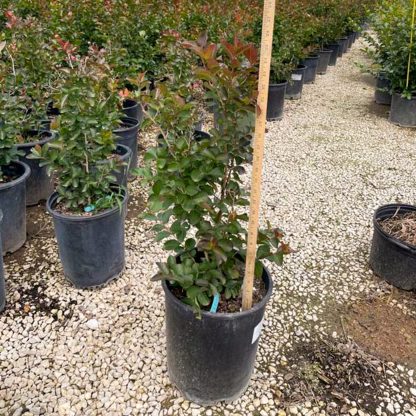 Dynamite Crape Myrtle - 95-Gallon