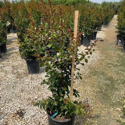 Dynamite Crape Myrtle - 95-Gallon - Image 2