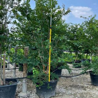 Natchez White Crape Myrtle
