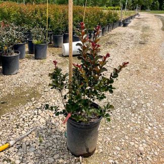 Pink Velour Crape Myrtle