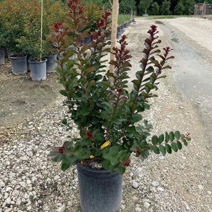 Pink Velour Crape Myrtle - Image 2