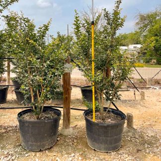 Tuscarora Crape Myrtle - 65-Gallon