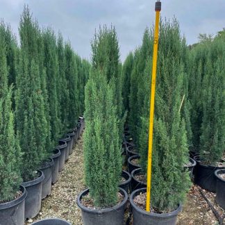 Italian Cypress