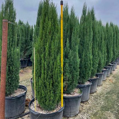 Italian Cypress - Image 2