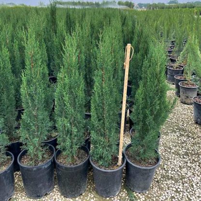 Italian Cypress - Image 3