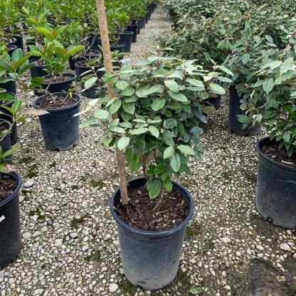 Silverberry Eleagnus