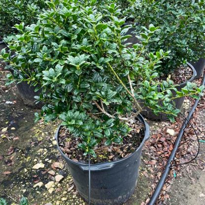 Dwarf Buford Holly - Image 2