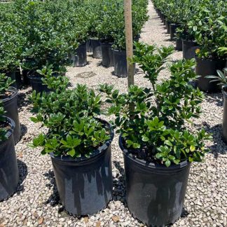 Dwarf Buford Holly