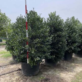 Nellie R. Stevens Holly - 10-Gallon