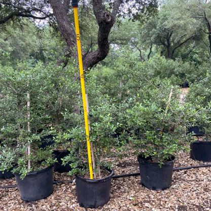 Pride of Houston Yaupon Holly - 45-Gallon - Image 3