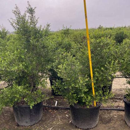 Pride of Houston Yaupon Holly - 45-Gallon - Image 2