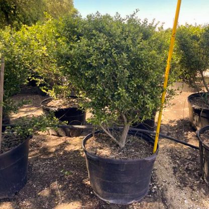 Pride of Houston Yaupon Holly - 45-Gallon