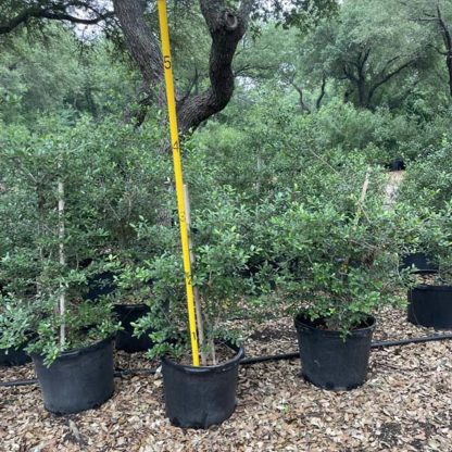 Pride of Houston Yaupon Holly - 45-Gallon - Image 4