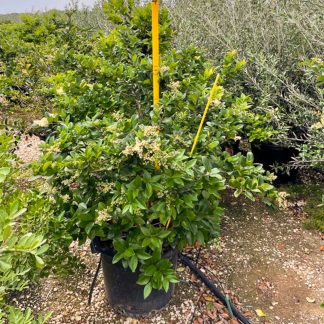 Waxleaf Privet Ligustrum