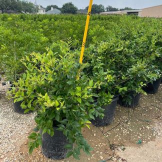 Waxleaf Privet 'Recurvifolium' Ligustrum