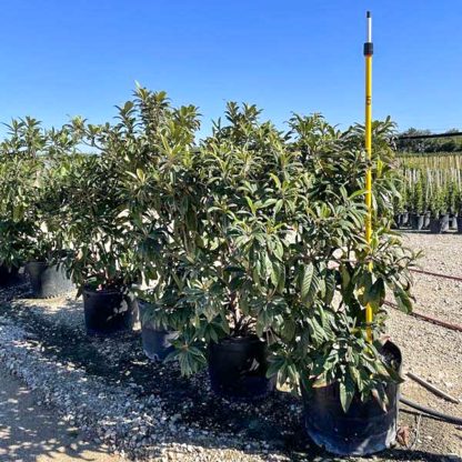 Japanese Plum Loquat - Image 3