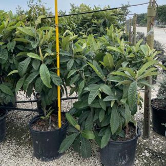 Japanese Plum Loquat