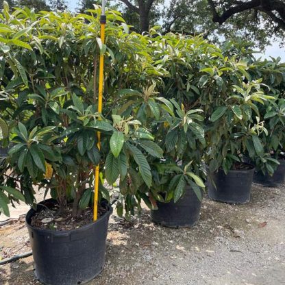 Japanese Plum Loquat - Image 4