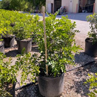 Texas Mountain Laurel