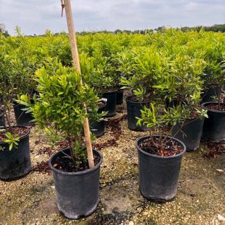 Southern Wax Myrtle