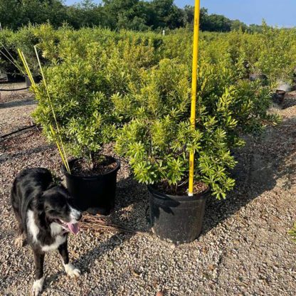 Southern Wax Myrtle - Image 2