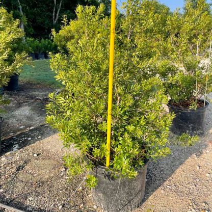 Southern Wax Myrtle - Image 3
