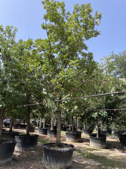 Burr Oak - 15-Gallon - Image 3