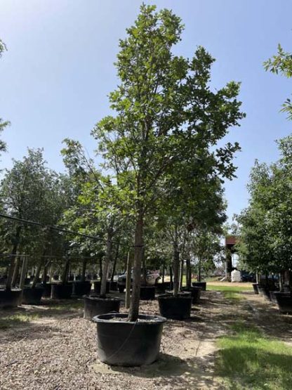 Burr Oak - 15-Gallon - Image 4
